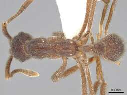 Image of Apterostigma dentigerum Wheeler 1925