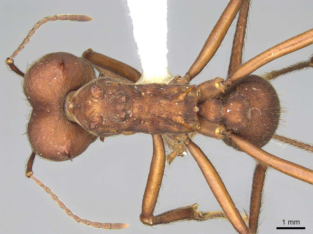 Image of leaf-cutter ants