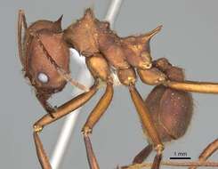 Image of leaf-cutter ants