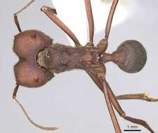 Image of Texas Leaf Cutting Ant