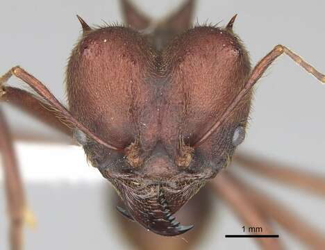 Image of Texas Leaf Cutting Ant