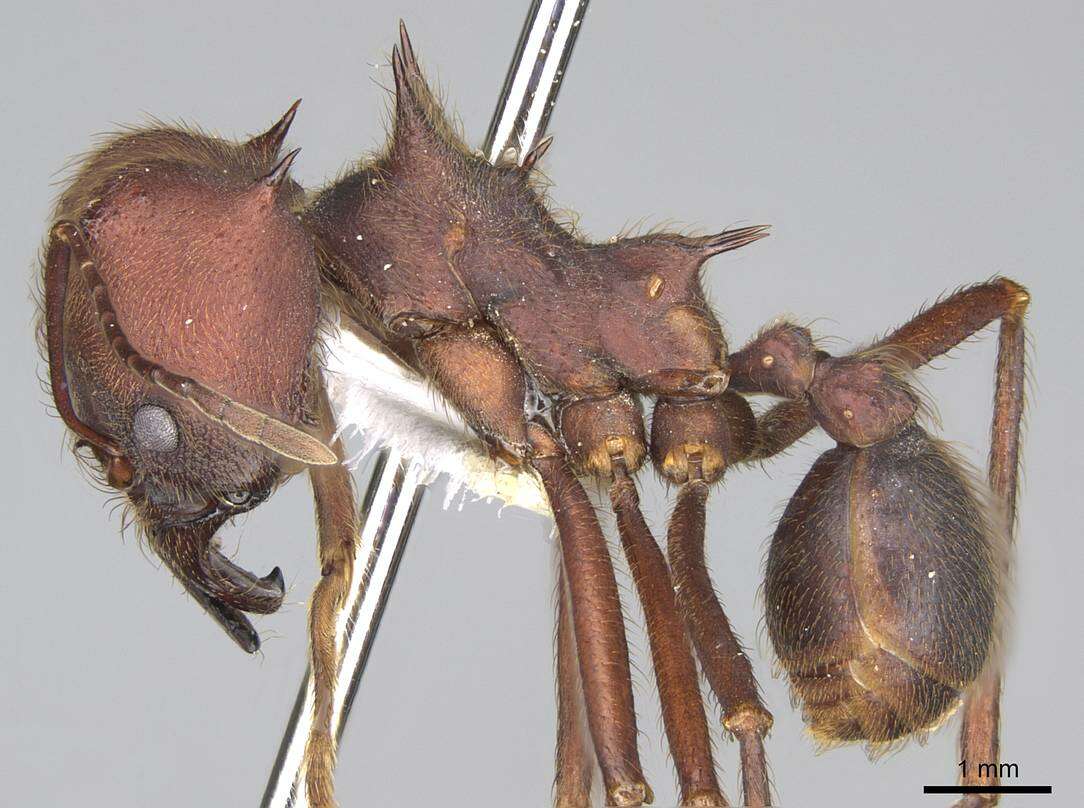 Image of Texas Leaf Cutting Ant