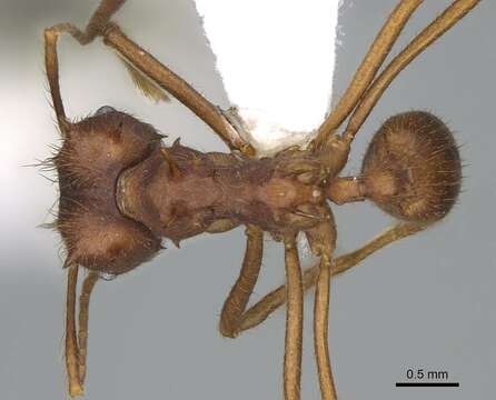 Image of Texas Leaf Cutting Ant