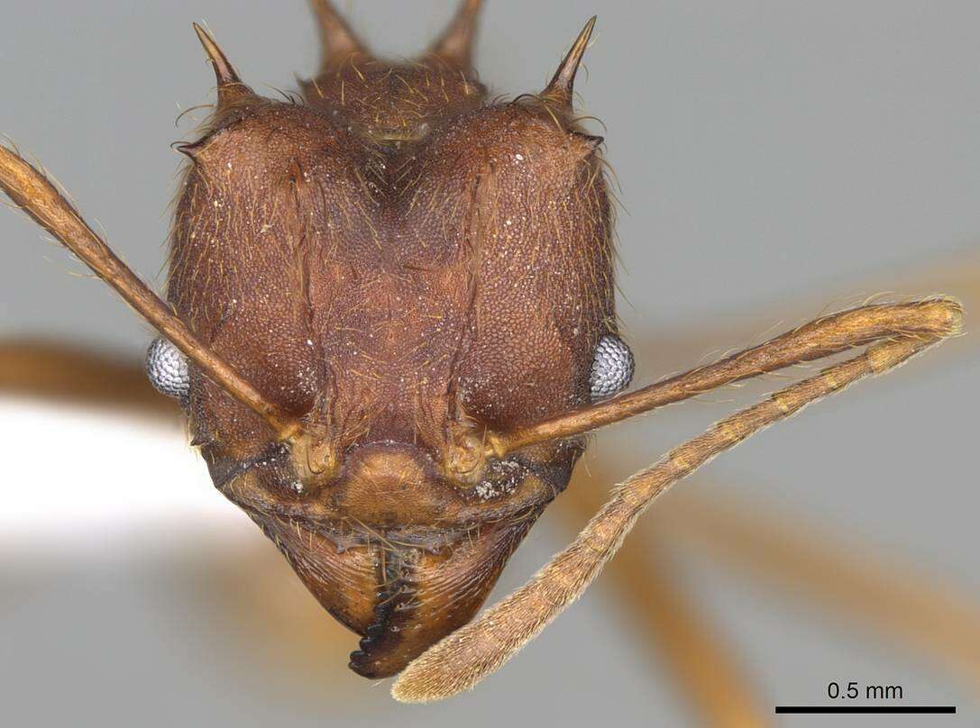 Image of Texas Leaf Cutting Ant