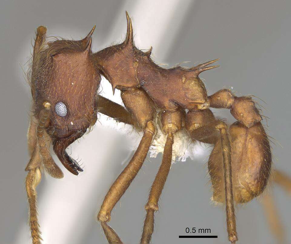 Image of Texas Leaf Cutting Ant