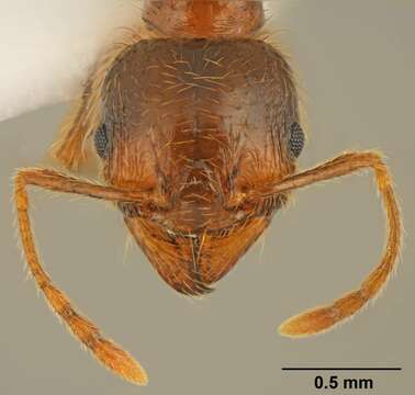 Image of Pheidole pallidula (Nylander 1849)