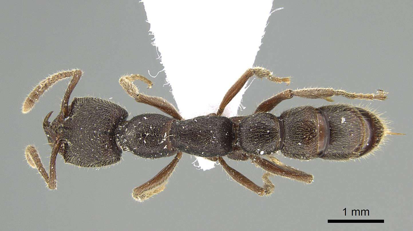 Image of Stigmatomma crenatum