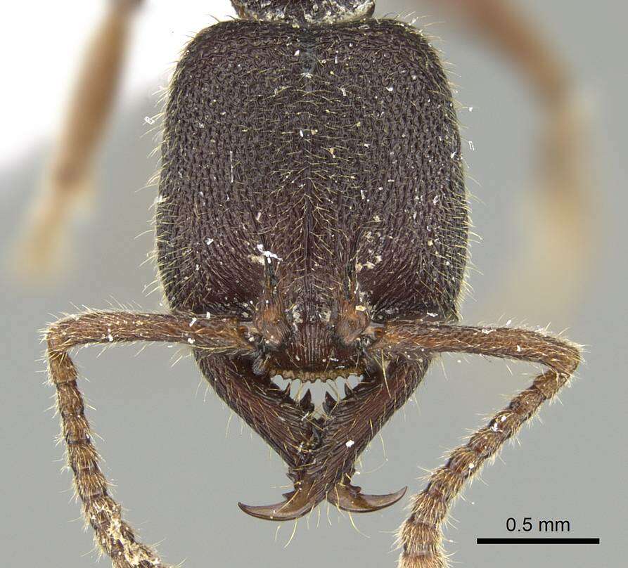 Image of Stigmatomma crenatum