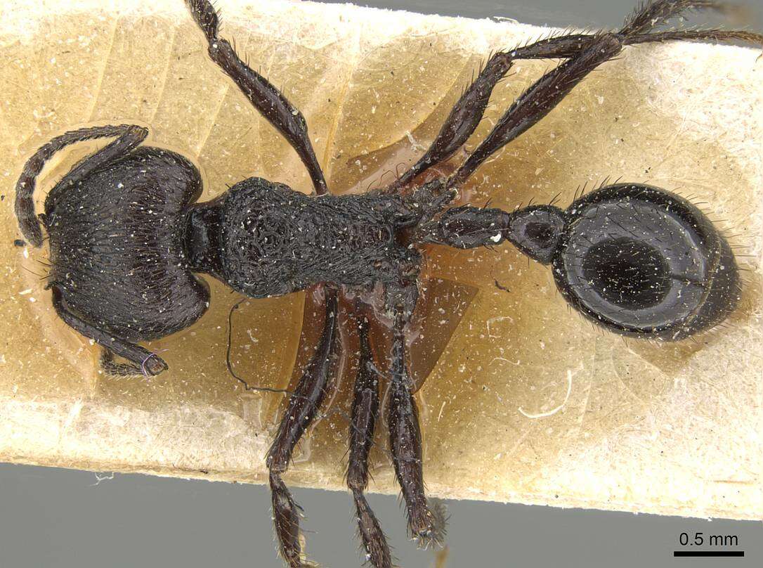Image of Pogonomyrmex brevibarbis Emery 1906