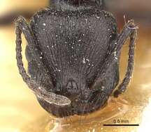 Image of Pogonomyrmex brevibarbis Emery 1906