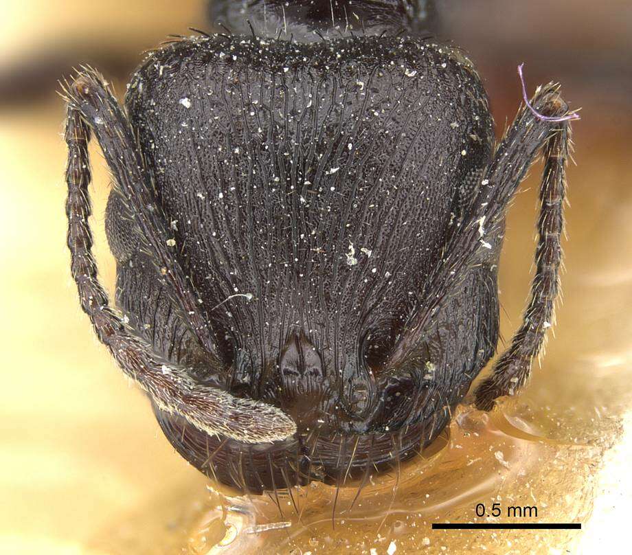 Image of Pogonomyrmex brevibarbis Emery 1906