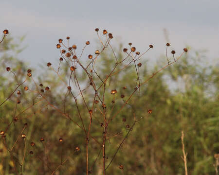 Image of prairie sunflower