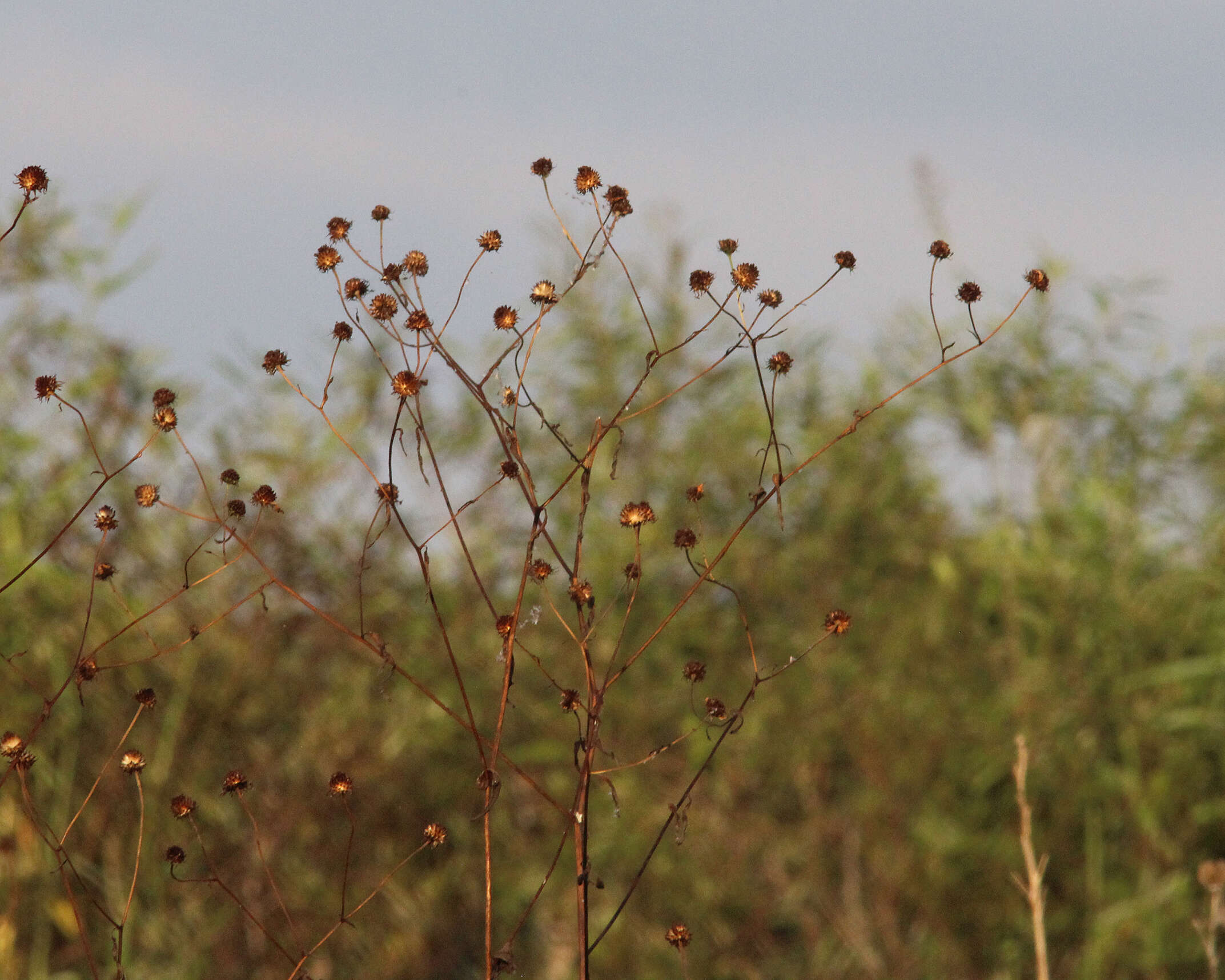 Image de Helianthus agrestis Pollard