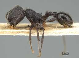Image of Pogonomyrmex brevibarbis Emery 1906