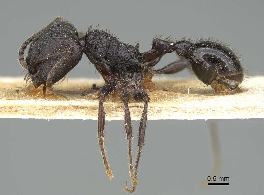 Image of Pogonomyrmex brevibarbis Emery 1906