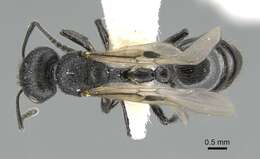 Image of Pogonomyrmex brevibarbis Emery 1906