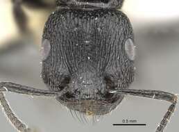 Image of Pogonomyrmex brevibarbis Emery 1906