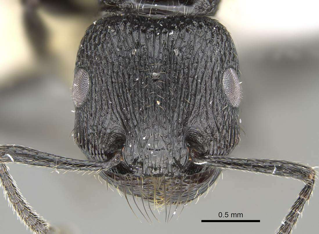 Image of Pogonomyrmex brevibarbis Emery 1906