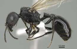 Image of Pogonomyrmex brevibarbis Emery 1906