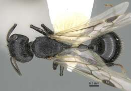 Image of Pogonomyrmex brevibarbis Emery 1906
