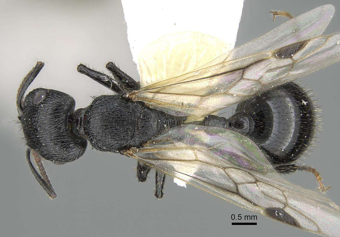 Image of Pogonomyrmex brevibarbis Emery 1906