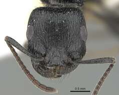 Image of Pogonomyrmex brevibarbis Emery 1906