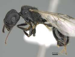 Image of Pogonomyrmex brevibarbis Emery 1906