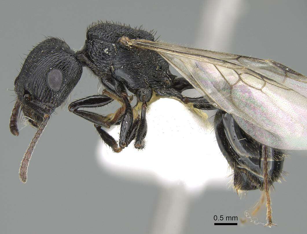 Image of Pogonomyrmex brevibarbis Emery 1906