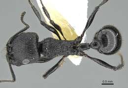 Image of Pogonomyrmex brevibarbis Emery 1906