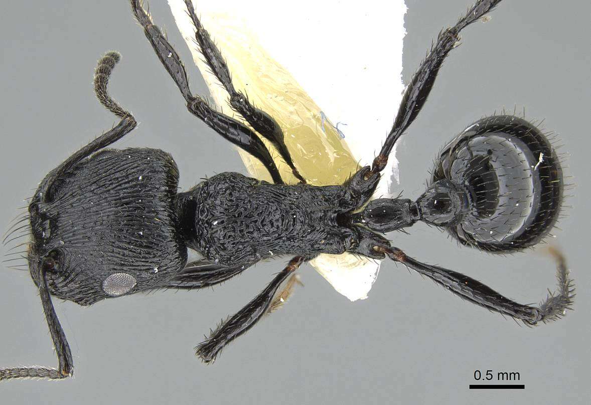 Image of Pogonomyrmex brevibarbis Emery 1906