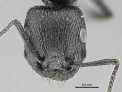Image of Pogonomyrmex brevibarbis Emery 1906