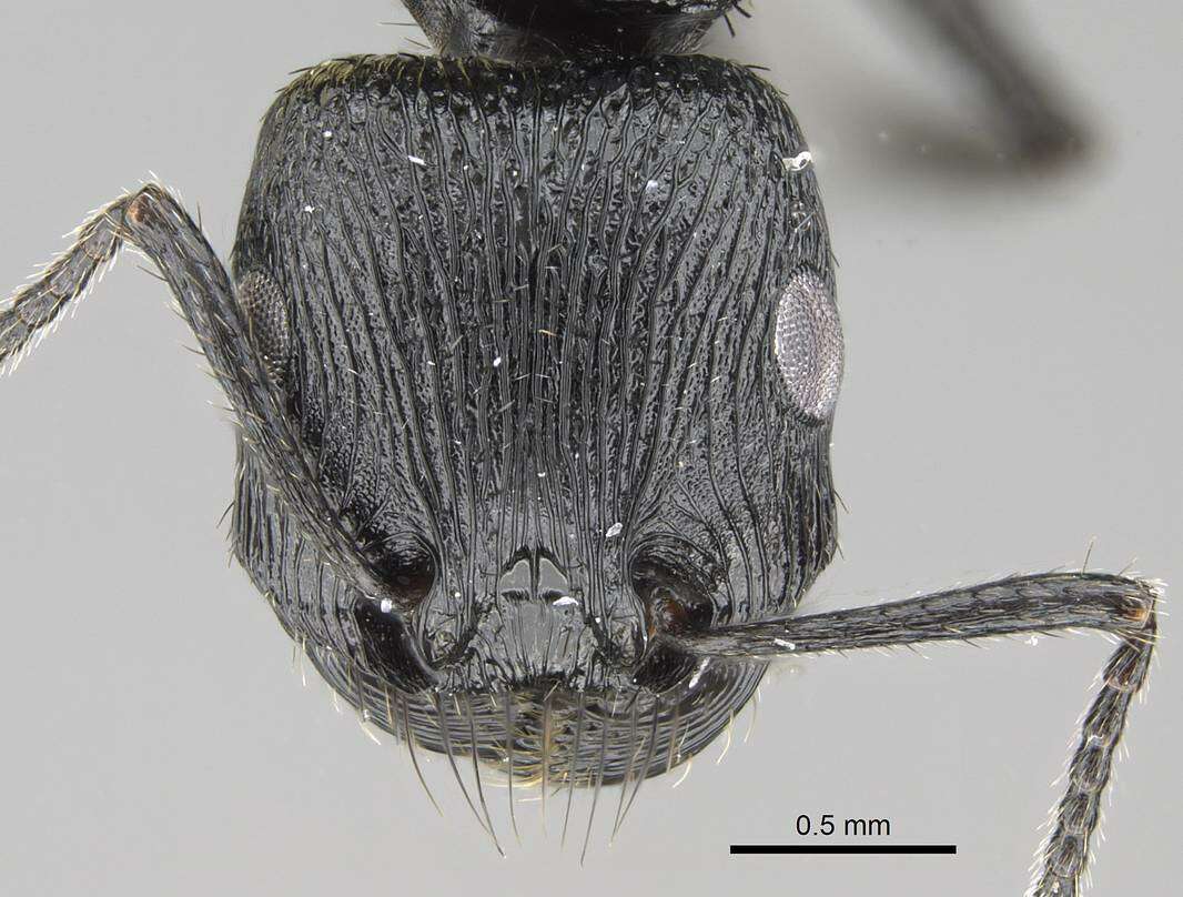 Image of Pogonomyrmex brevibarbis Emery 1906