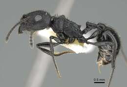 Image of Pogonomyrmex brevibarbis Emery 1906