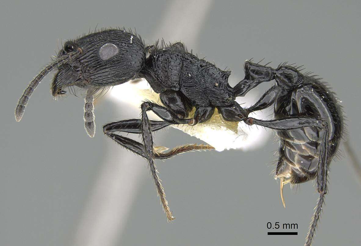 Image of Pogonomyrmex brevibarbis Emery 1906