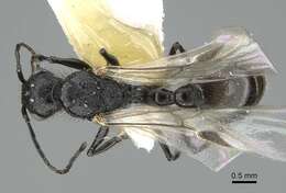 Image of Pogonomyrmex brevibarbis Emery 1906