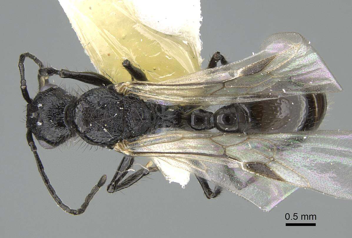 Image of Pogonomyrmex brevibarbis Emery 1906