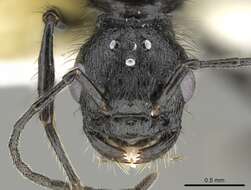 Image of Pogonomyrmex brevibarbis Emery 1906