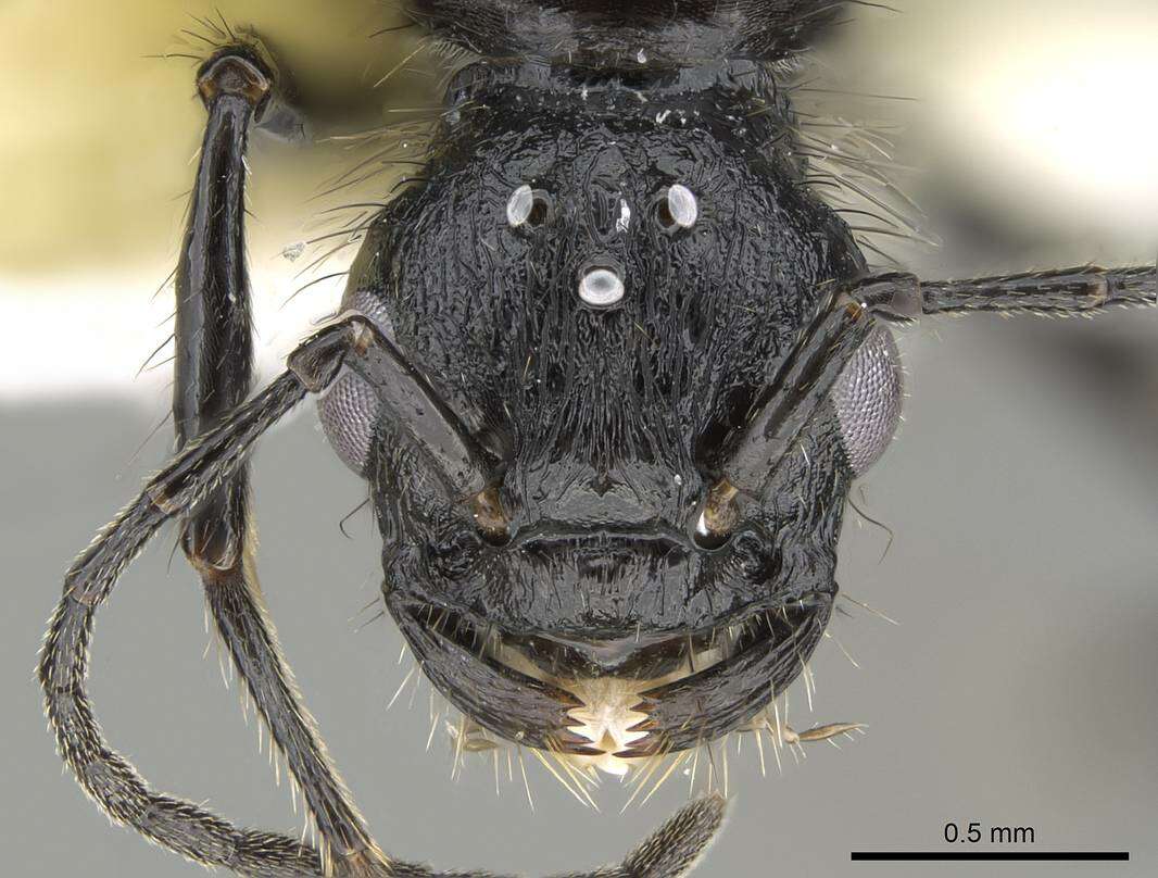 Image of Pogonomyrmex brevibarbis Emery 1906