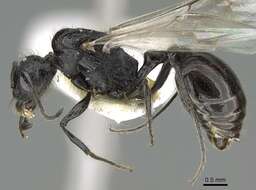 Image of Pogonomyrmex brevibarbis Emery 1906