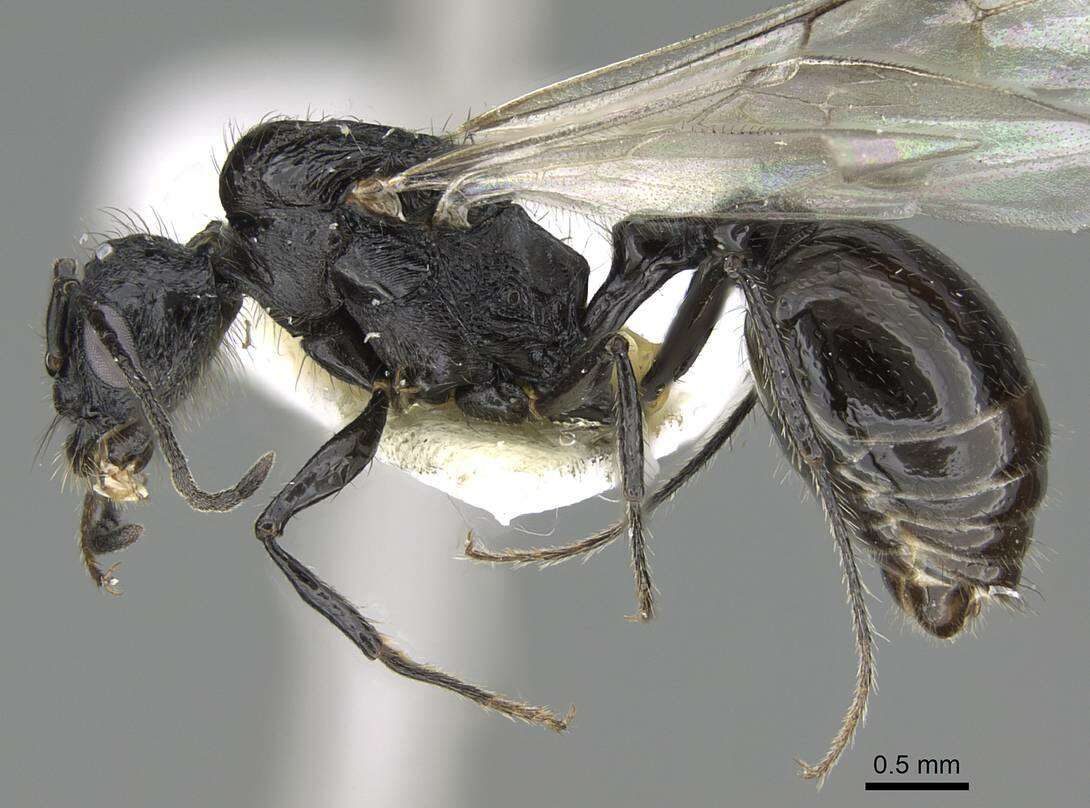 Image of Pogonomyrmex brevibarbis Emery 1906