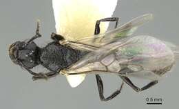 Image of Pogonomyrmex brevibarbis Emery 1906
