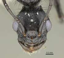 Image of Pogonomyrmex brevibarbis Emery 1906