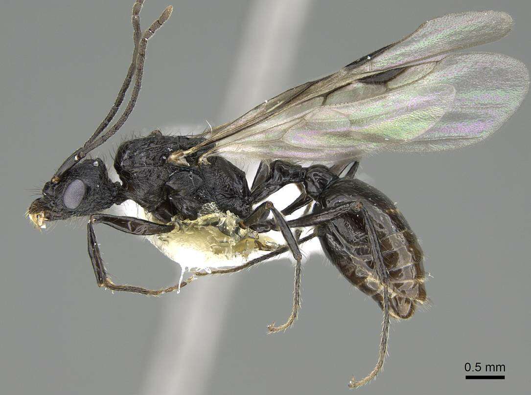 Image of Pogonomyrmex brevibarbis Emery 1906