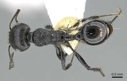Image of Pogonomyrmex brevibarbis Emery 1906