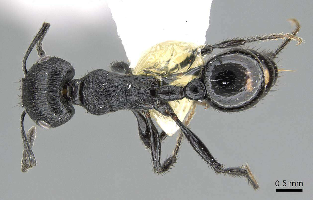 Image of Pogonomyrmex brevibarbis Emery 1906