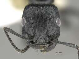 Image of Pogonomyrmex brevibarbis Emery 1906