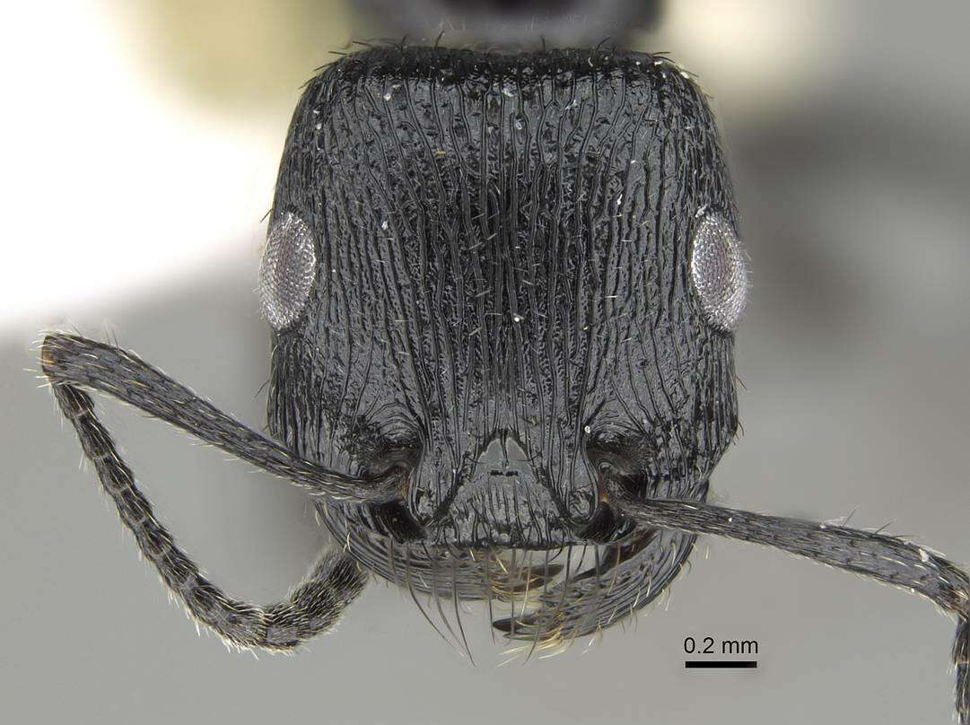 Image of Pogonomyrmex brevibarbis Emery 1906