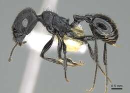 Image of Pogonomyrmex brevibarbis Emery 1906