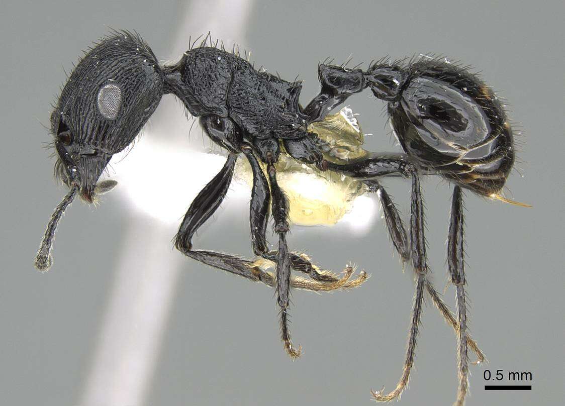 Image of Pogonomyrmex brevibarbis Emery 1906