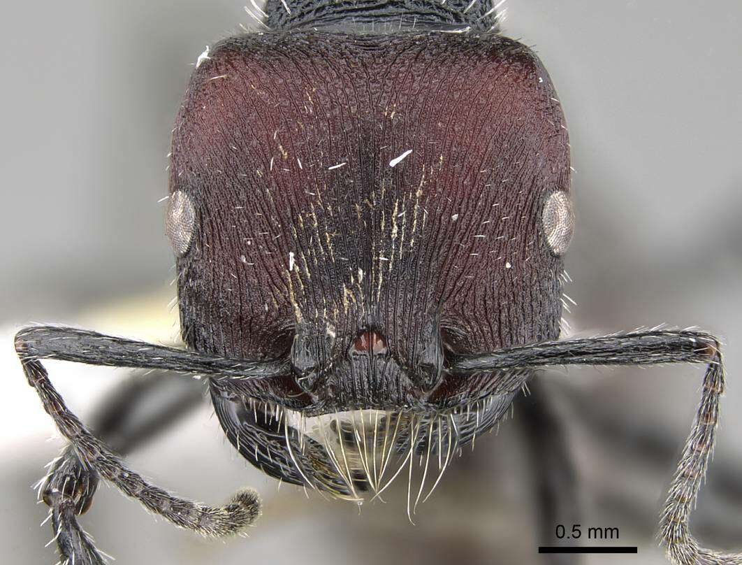 Image of Pogonomyrmex carbonarius Mayr 1868